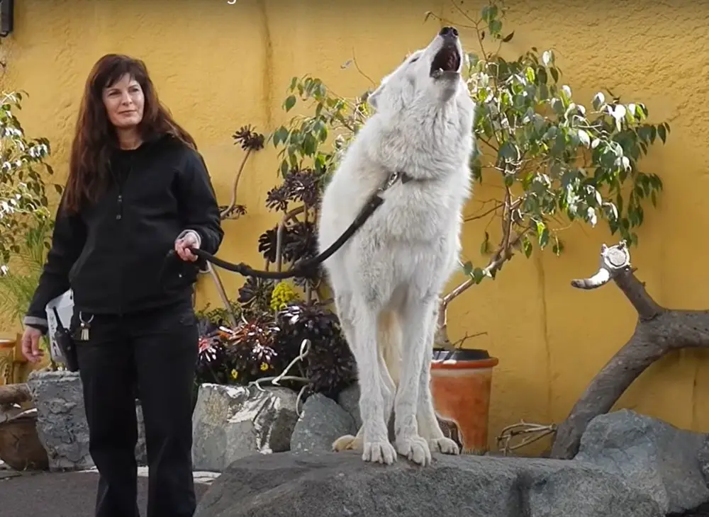 Wolf howling at San Diego Zoo. Screenshot from YouTube video by azhennac. https://youtu.be/2ayOA63bdiY
