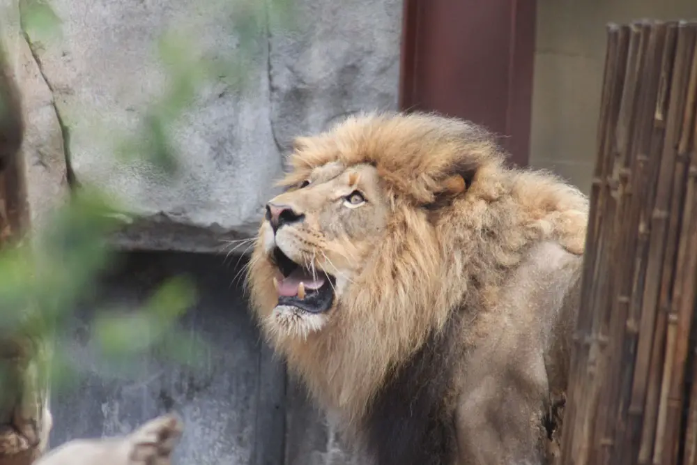 Roaring lion on the Crazy About Cats Inside Look Tour at San Diego Zoo. Photo by Bob Ulrich.