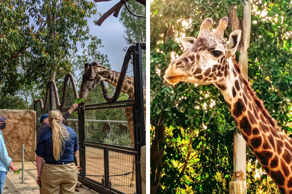 Feeding giraffes at Giraffes & Friends Inside Look Tour at San Diego Zoo. 