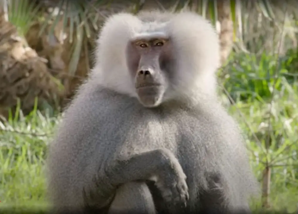 Hamadryas baboon at San Diego Zoo. Screenshot from their YouTube video https://youtu.be/oh-bM1GJI60