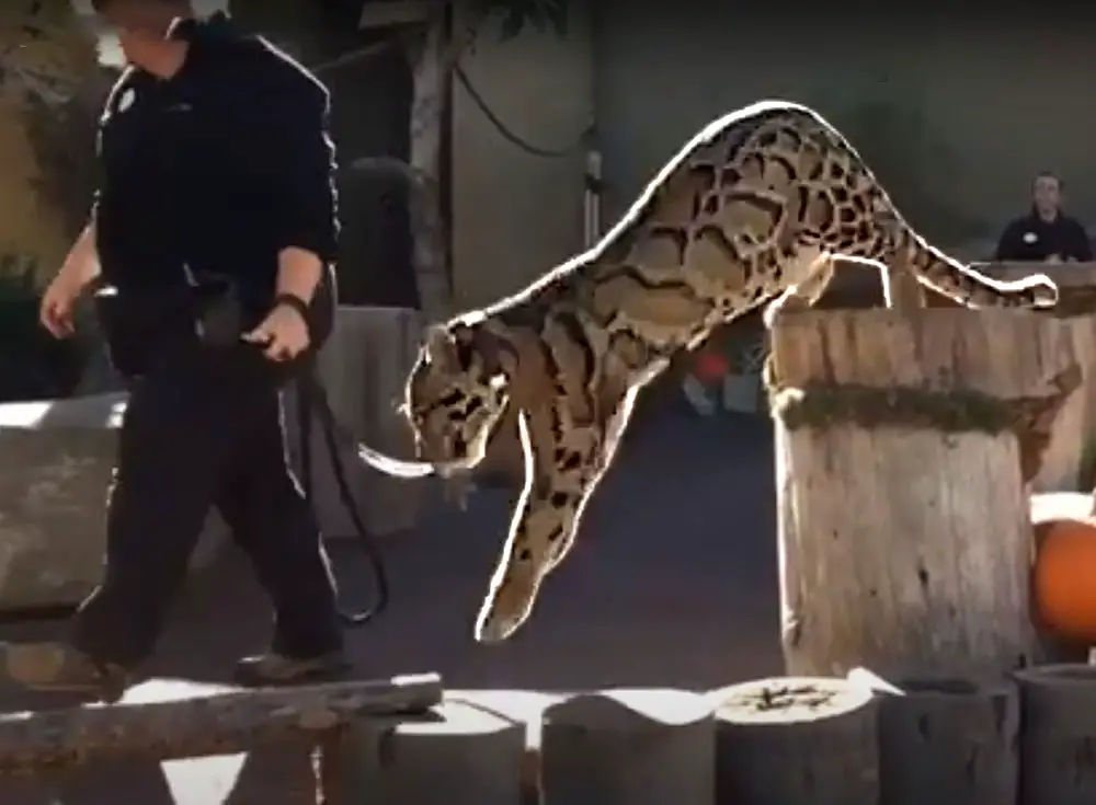 Clouded leopard jumping in the Animals in Action tour at San Diego Zoo. Screenshot from their video https://youtu.be/NmVJfoV4Nxs