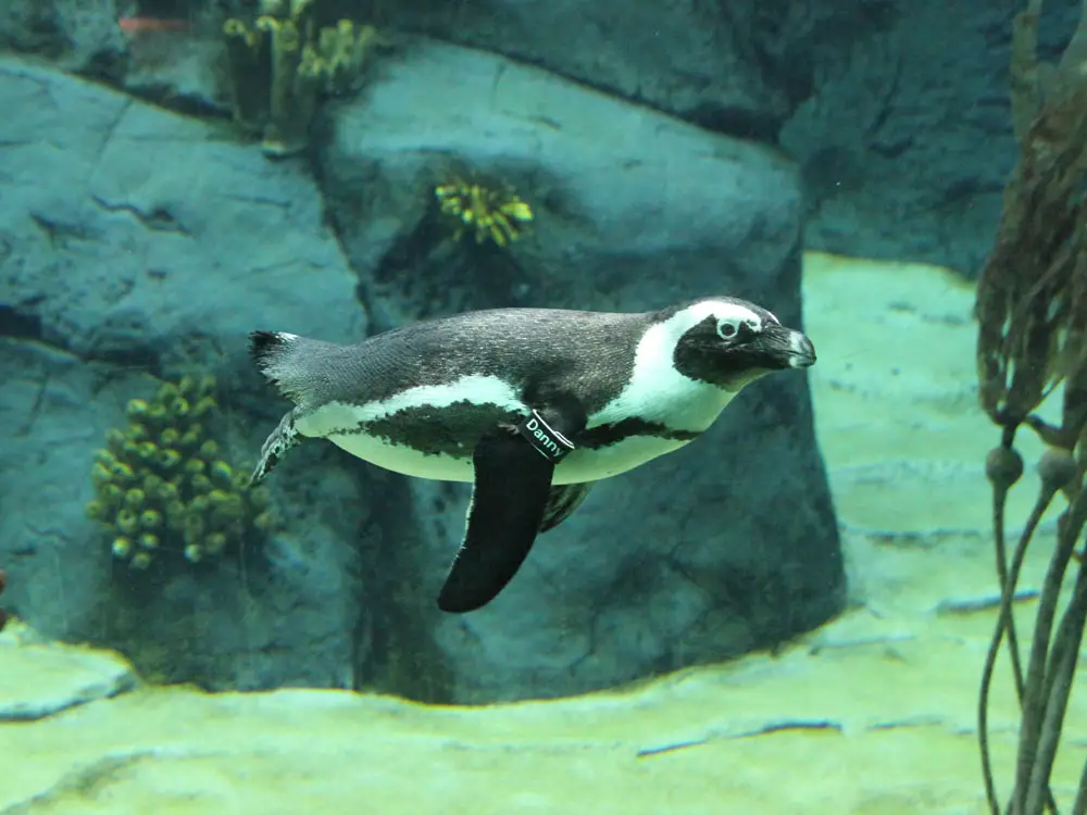 Swimming African penguin. Penguins & Friends Inside Look Tour at the San Diego Zoo. 