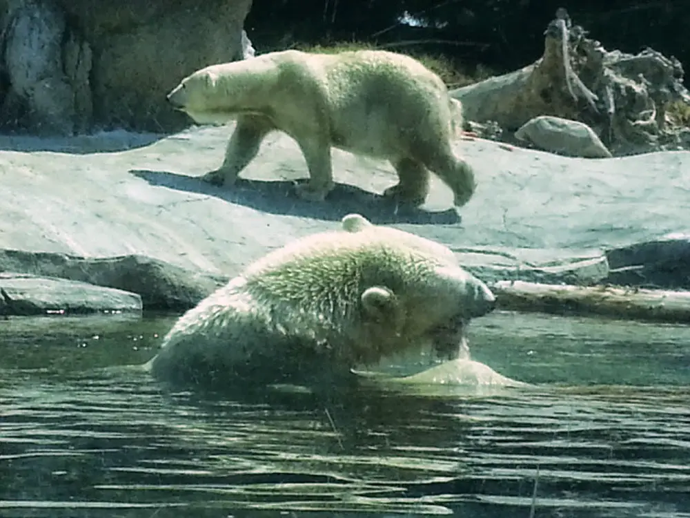 Two polar bears at the Polar bears & Friends Inside Look Tour in the San Diego Zoo. 
