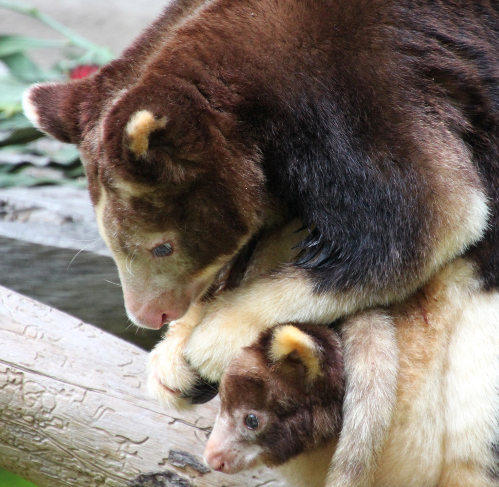 Photo of tree kangaroo and joey at San Diego Safari Park. Species is Matschie's tree kangaroo. Photo taken by Bob Ulrich