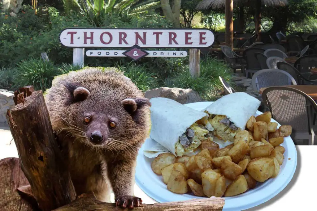 Thorntree Terrace Restaurant at Safari Park. Eat breakfast burritos and watch the binturongs