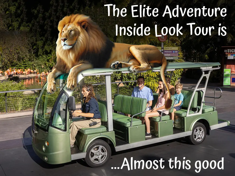 A lion photoshopped on top of a San Diego Zoo tour cart. With the caption, "The Elite Adventure Inside Look tour is...almost this good.