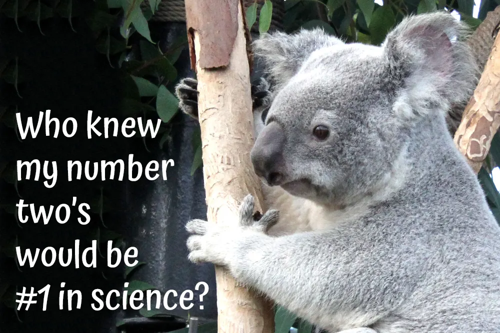 Koala at the San Diego Zoo with the caption, "Who knew my number two's would be #1 in science?"