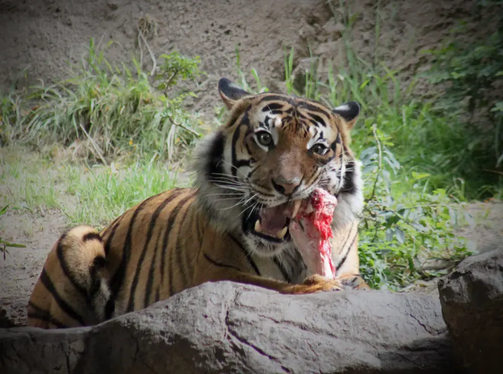 Malayan tiger eating a femur at San Diego Zoo. Photo by Bob Ulrich